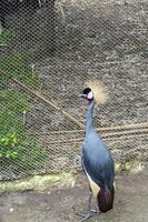 gekrönter kranich, balearica regulorum, in einem gitterkäfig im zoo, ein vogel mit bunten federn, mexiko foto