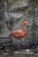 flamingo aus der nähe gesehen, hinter einem wasserfall, rosa gefiedertes tier, mexiko foto