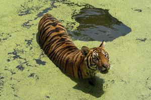 bengal tiger, panthera tigris tigris, zum abkühlen schwimmen, schöne große katze, mexiko, foto