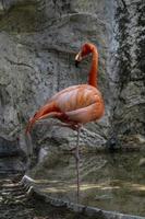 flamingo aus der nähe gesehen, hinter einem wasserfall, rosa gefiedertes tier, mexiko foto