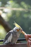 nymphicus hollandicus, junge frau, die einem vogel futter gibt, körner auf einem holzstab stecken und der vogel gefüttert, mexiko foto