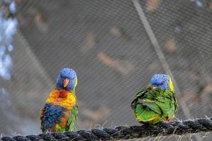 zwei liebevolle vögel, die im gras spielen, ein gelbgrünes und ein blaues weißes, kleine sittiche, hintergrund mit bokeh mexiko foto