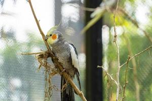 Nymphicus Hollandicus, bunter Vogel mit Bokeh im Hintergrund, gelbe und graue Nymphe, schöner Gesang, Mexiko foto