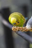 sittichvogel, der samen isst, die auf einem draht stehen, hintergrund mit bokeh, schöner bunter vogel, mexiko foto