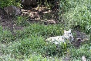 canis lupus mexikanischer grauer wolf im zoo, hinter einem gitter, das ihn enthält, mexiko foto