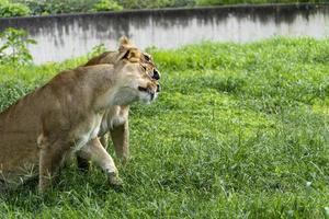 panthera leo, zwei löwinnen, die im gras spielen, während sie sich mit ihren krallen beißen und umarmen, zoo, mexiko foto