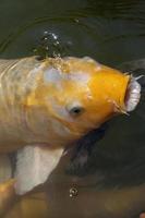 cyprinus carpio koi, koi-fisch nah oben, goldene farbe mit weiß, seinen mund öffnend, um nahrung aufzunehmen, mexiko, foto