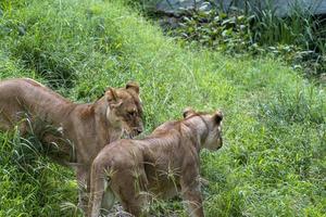 panthera leo, zwei löwinnen, die im gras spielen, während sie sich mit ihren krallen beißen und umarmen, zoo, mexiko foto