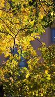 die schöne Herbstansicht mit den bunten Blättern auf dem Baum in der Stadt foto