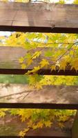 die schöne Herbstansicht mit den bunten Blättern auf dem Baum in der Stadt foto