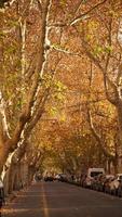 die schöne Herbstansicht mit den bunten Blättern auf dem Baum in der Stadt foto