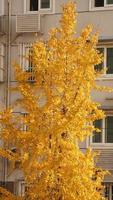 die schöne Herbstansicht mit den bunten Blättern auf dem Baum in der Stadt foto
