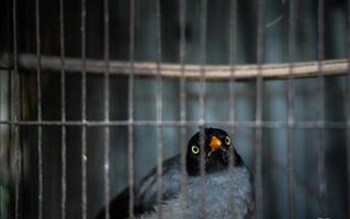 Sprechender Myna-Vogel in einem Käfig, der neugierig starrt foto