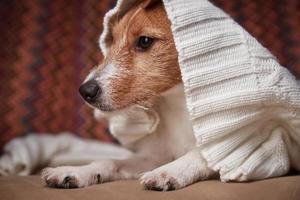 Jack Russell Terrier Hund hält sich unter Wollpullover warm. Haustierpflegekonzept foto