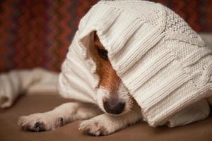 Jack Russell Terrier Hund hält sich unter Wollpullover warm. Haustierpflegekonzept foto