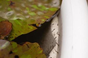 Mückenlarven in stehendem Wasser hautnah foto