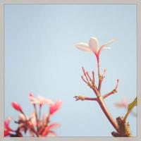 Plumeria mit Instagram-Filter foto