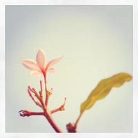 Plumeria mit Instagram-Filter foto