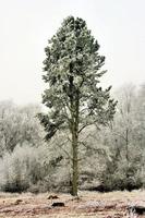 braunes Moos Naturschutzgebiet im Winter foto