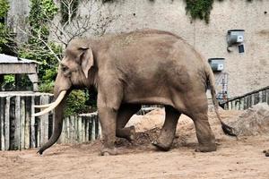 ein Blick auf einen Elefanten foto