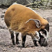 ein Blick auf ein Red River Hog foto