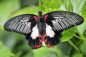 ein Blick auf einen Briefträger-Schmetterling foto