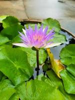 Nahaufnahme der lila Lotusblüte im Wannenwasser foto