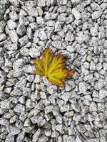 ein verwelktes gelbes ahornblatt liegt auf kleinen steinen schwarz-weißer kiesoberfläche. strukturierter grauer hintergrund der kiesel. Herbststimmungskonzept. vertikales Bild mit Platz für Text. foto