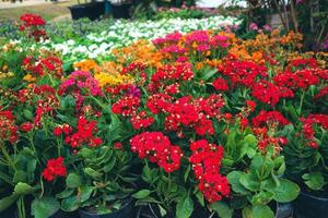 kalanchoe blossfeldiana ist wegen ihrer schönen, leuchtend orangefarbenen, langlebigen Blüten auch als Flaming Katie bekannt. foto