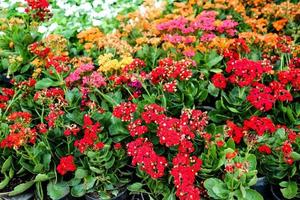 kalanchoe blossfeldiana ist wegen ihrer schönen, leuchtend orangefarbenen, langlebigen Blüten auch als Flaming Katie bekannt. foto