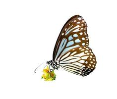 Schmetterling auf weißem Hintergrund einfach in Projekten zu verwenden. foto