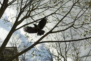 schwarzer Rabe mit großen Flügeln. Krähenflug zwischen Baumzweigen. Vogel im Himmel. foto