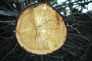 gefällter Baum. Jahresringe auf frischer Säge. foto