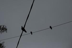 Tauben am Draht am grauen Tag. Vögel sitzen auf Schnur. grauer Himmel. foto