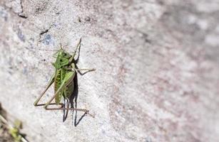 heuschrecke an einer weißen wand mit kopierraum foto