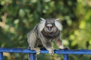 rio de janeiro, rj, brasilien, 2022 - marmoset im duque de caxias fort, leme foto