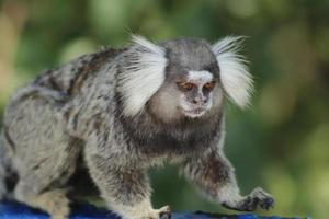 rio de janeiro, rj, brasilien, 2022 - marmoset im duque de caxias fort, leme foto