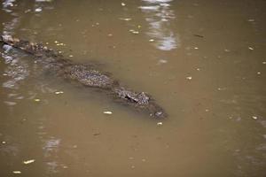 Krokodile ruhen auf der Krokodilfarm in Thailand foto