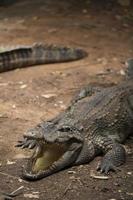 Krokodile ruhen auf der Krokodilfarm in Thailand foto