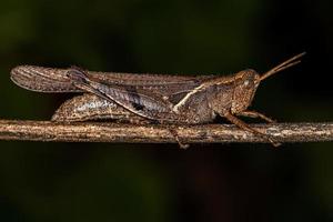 ausgewachsene kurzhörnige Heuschrecke foto