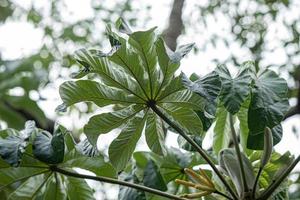 Blätter der Kürbispflanze foto