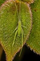 Blatt Katydid Nymphe foto