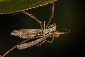 kleine männliche Spiegelkugelspinne foto