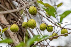 Baum mit Früchten namens Mangaba foto