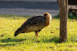 buffnecked ibis foto