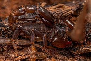 kleiner schwarzer Skorpion foto