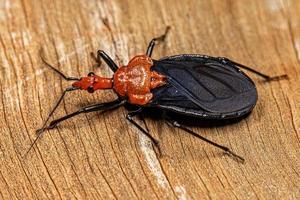 erwachsener Tausendfüßler-Käfer foto