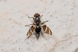 Bildgeflügelte Fliege für Erwachsene foto