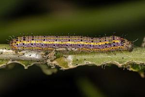 Raupe des großen südlichen weißen Schmetterlings foto