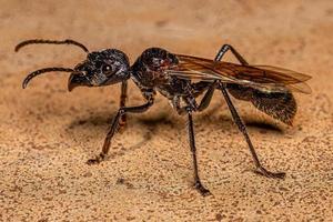 erwachsene Ameisenkönigin foto